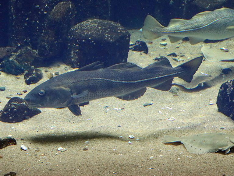 Atlantic Cod dark variant