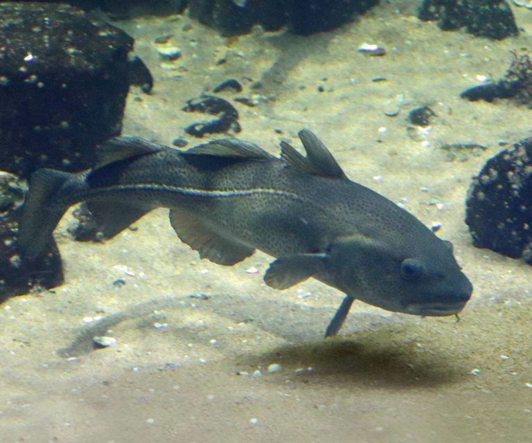 Atlantic Cod dark variant