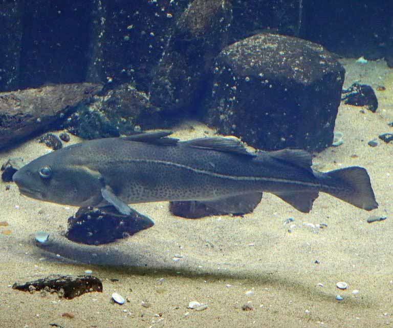 Atlantic Cod dark variant