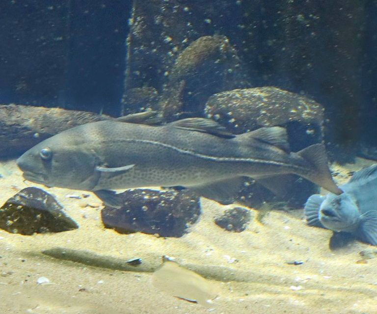 Atlantic Cod dark variant