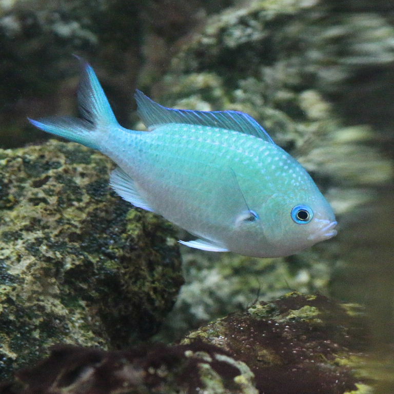 Black Axil Chromis