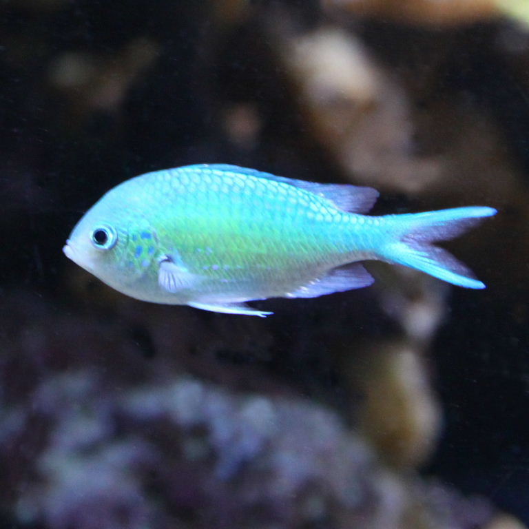 Black Axil Chromis with blue-spotted gill covers