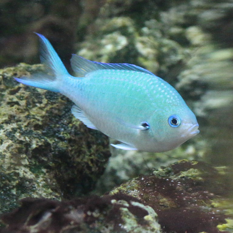 Black Axil Chromis