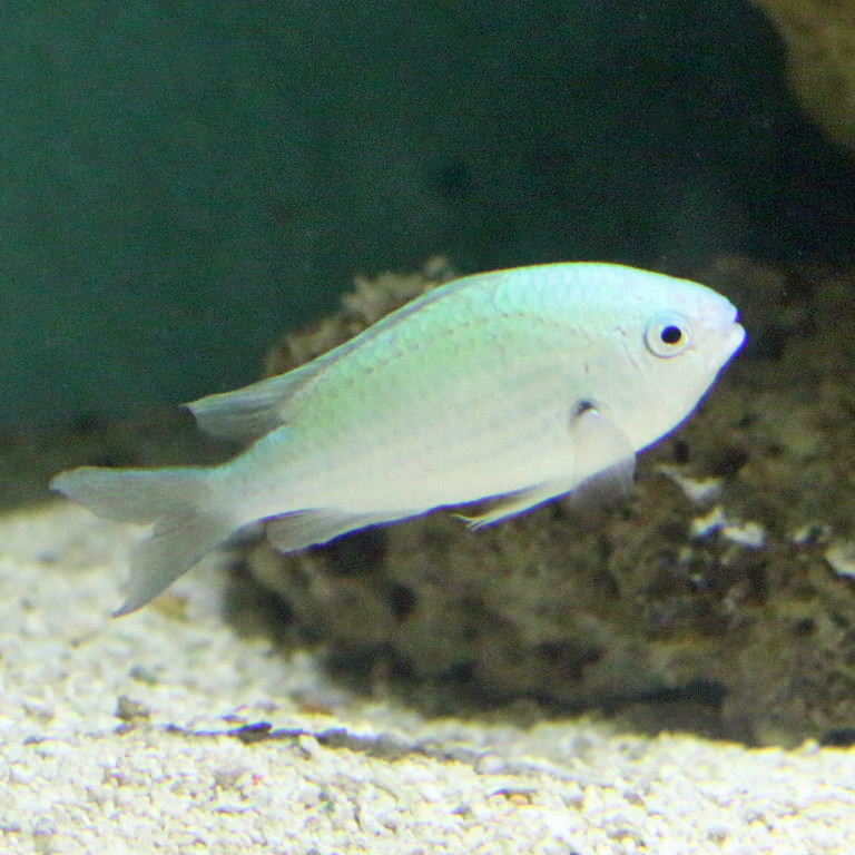 Black Axil Chromis