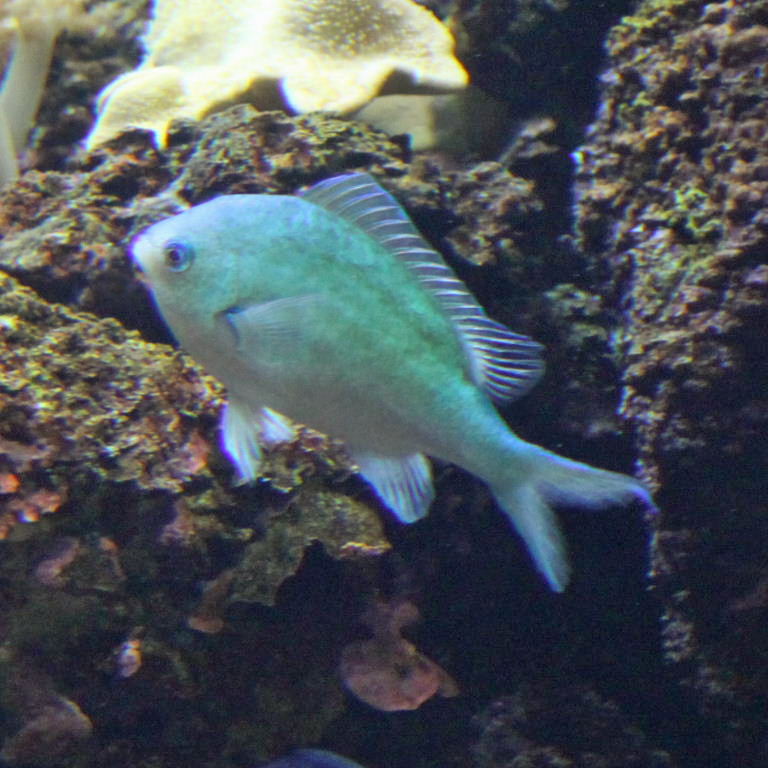Black Axil Chromis