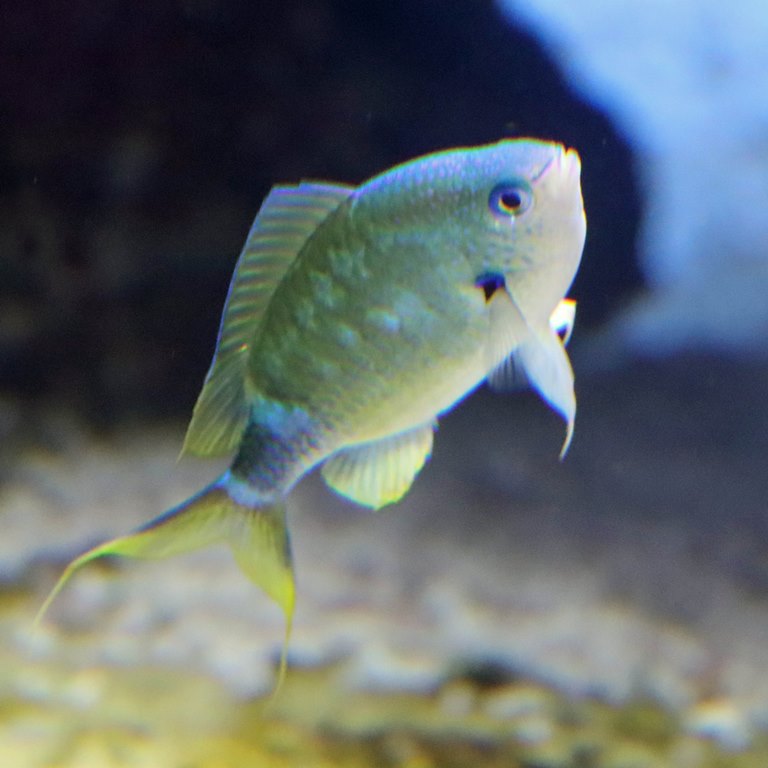 Black Axil Chromis
