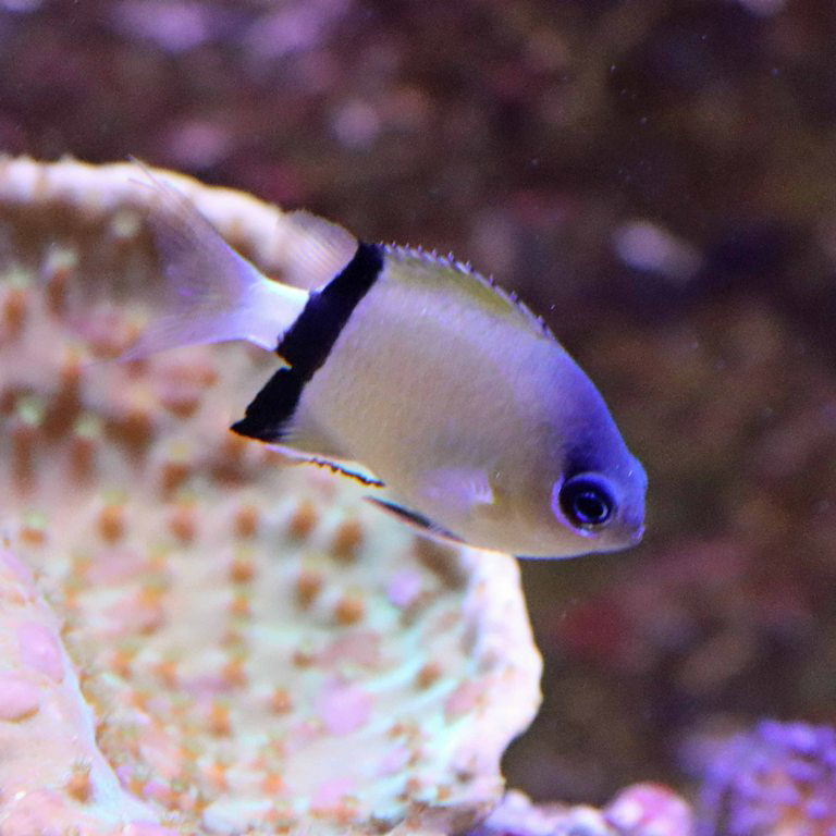 Black-bar Chromis