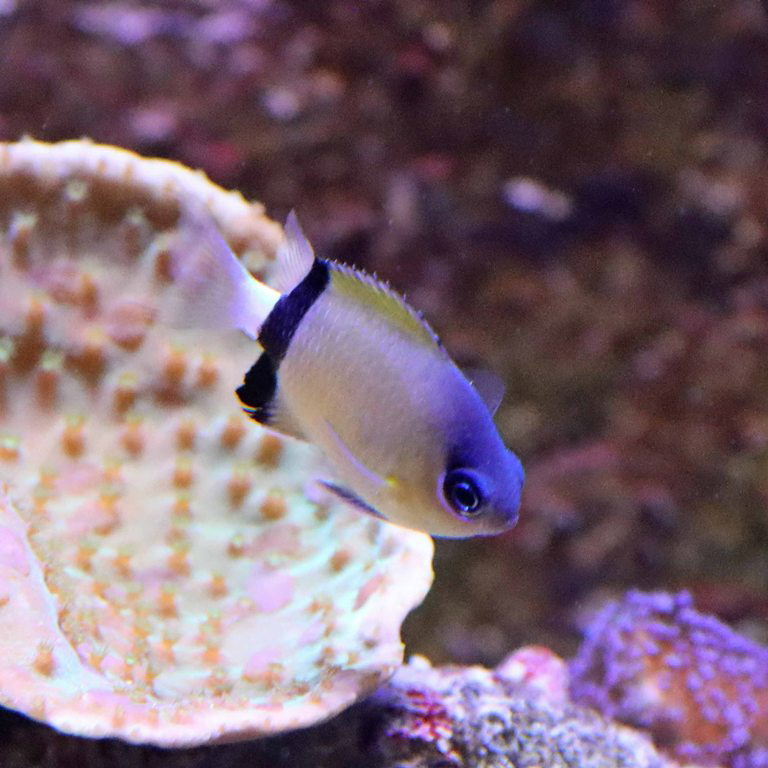 Blackb-ar Chromis