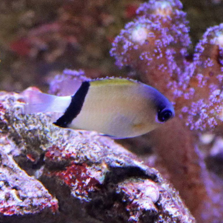 Blackbar Chromis