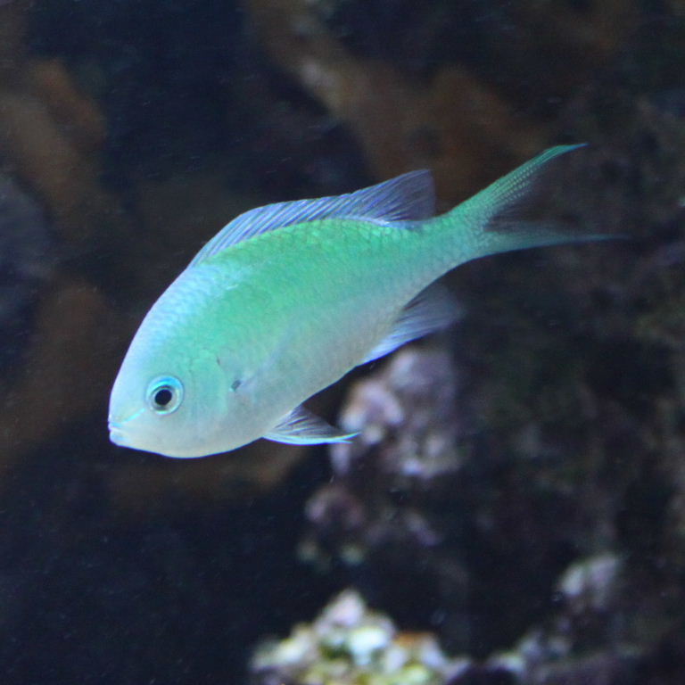 Blue-green Chromis or Black Axil?