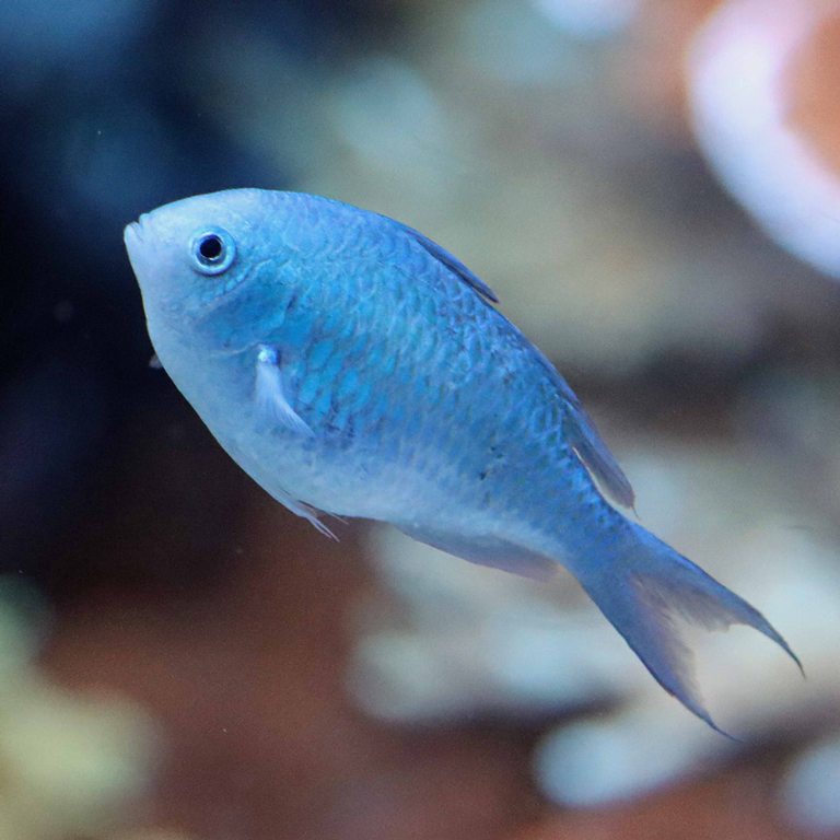 Blue-green Chromis