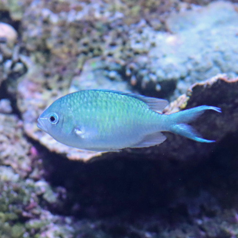 Blue-green Chromis