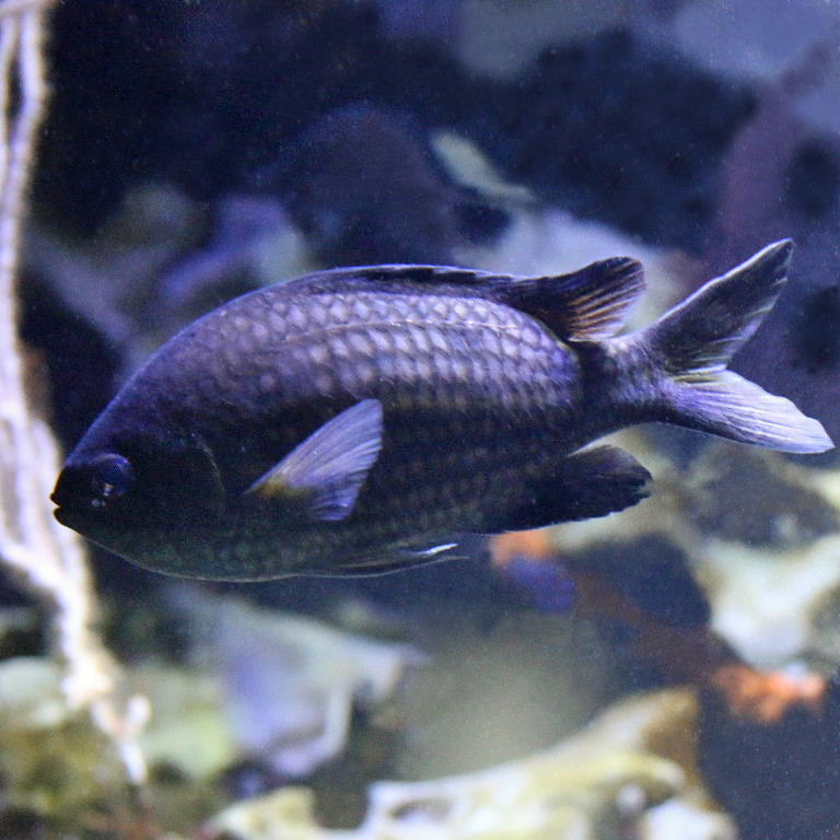 Black Chromis