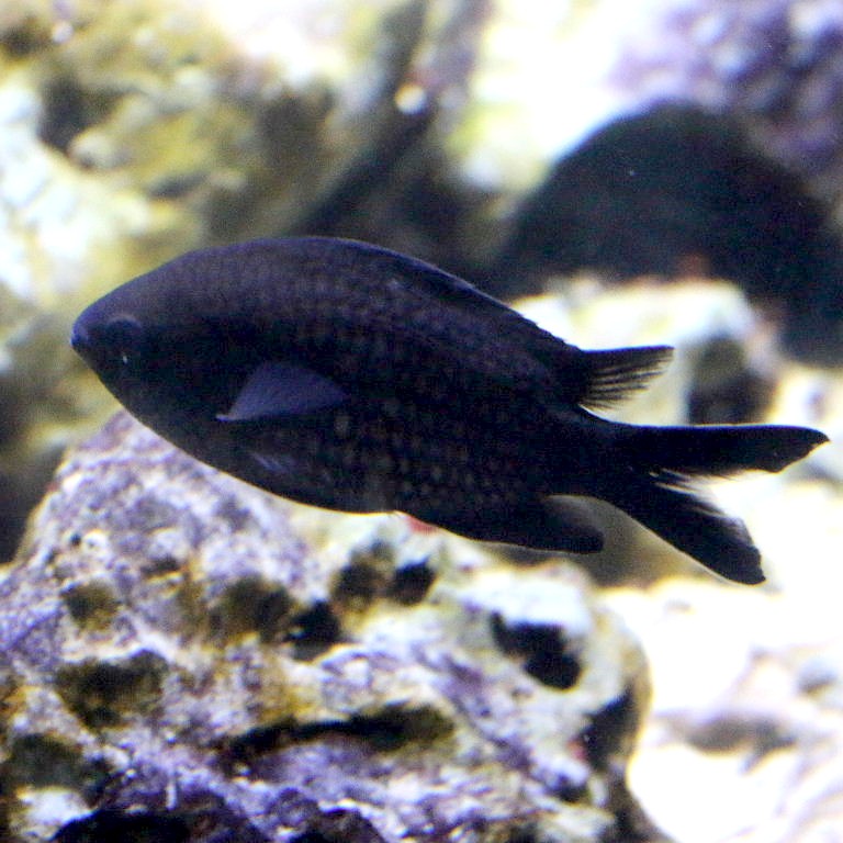 Black Chromis