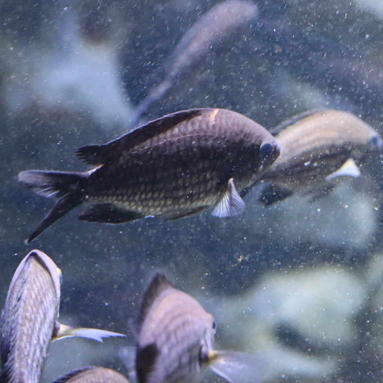 Black Chromis