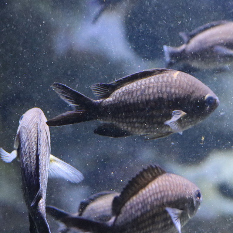 Black Chromis