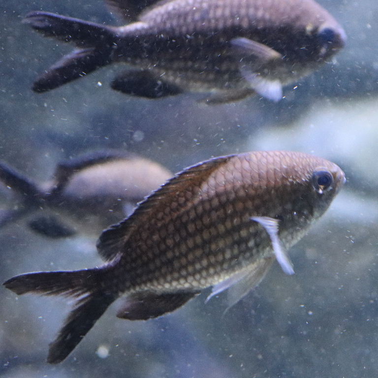 Black Chromis