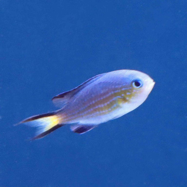 Blacktail Chromis