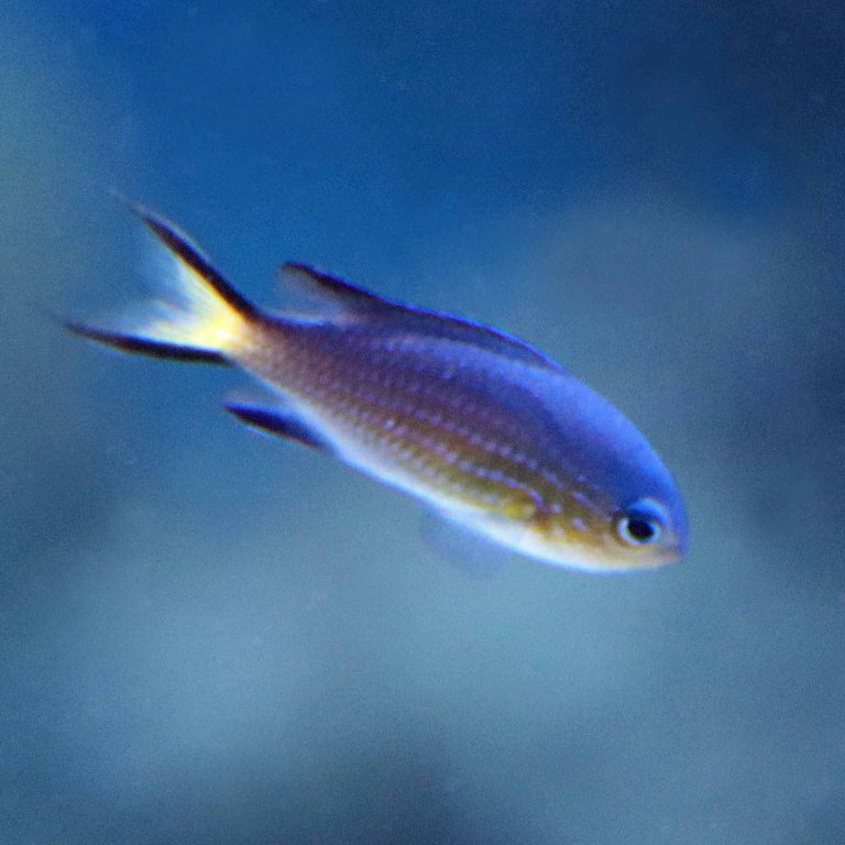 Blacktail Chromis