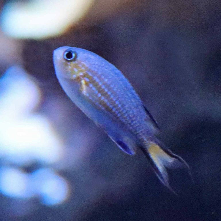Blacktail Chromis