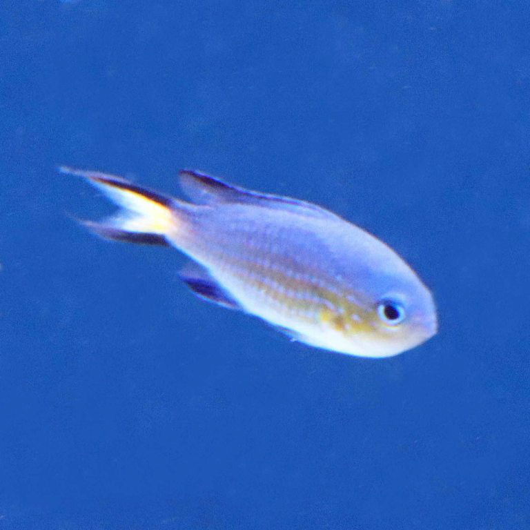 Blacktail Chromis