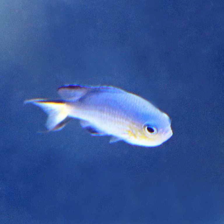 Blacktail Chromis
