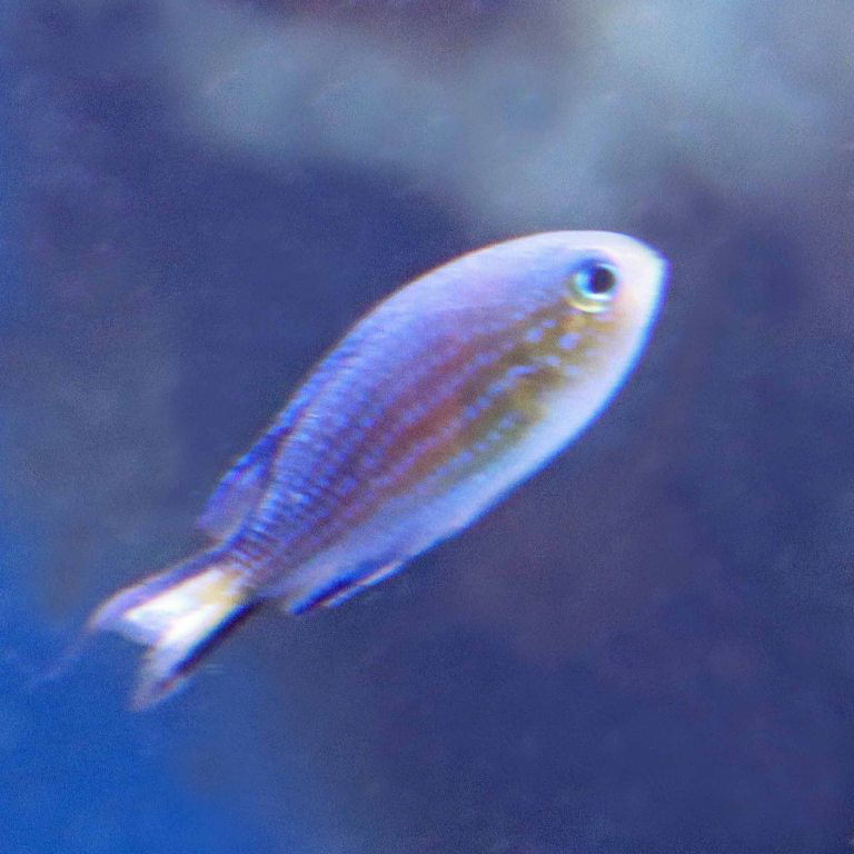 Blacktail Chromis