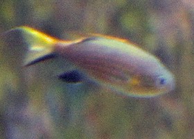 Vanderbilt's Chromis