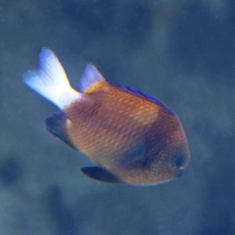 Cloudy Dascyllus