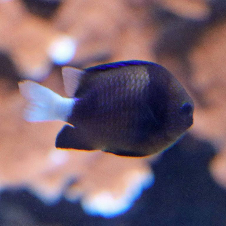 Cloudy Dascyllus