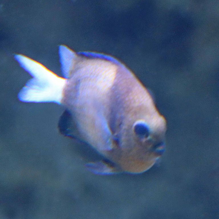 Cloudy Dascyllus