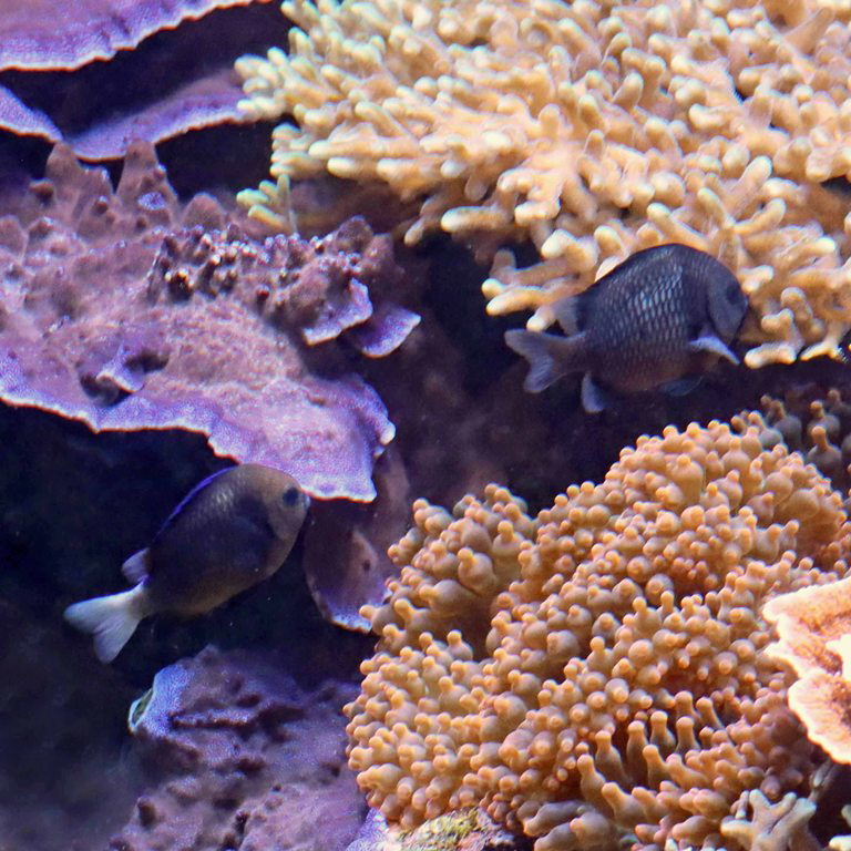 Cloudy and Reticulate Dascyllus