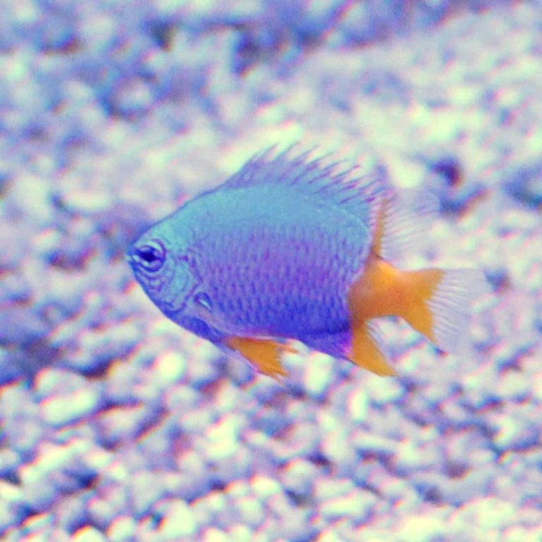 Goldtail Damselfish