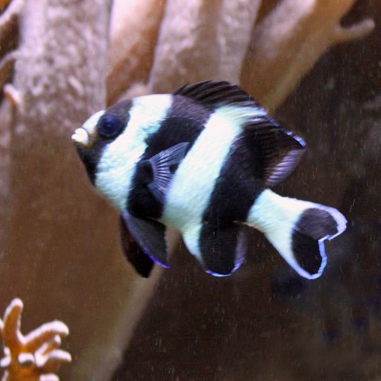 Black-tailed Humbug Damselfish