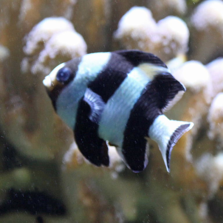 Black-tailed Humbug Damselfish
