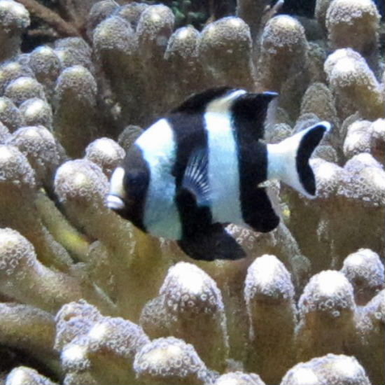 Black-tailed Humbug Damselfish