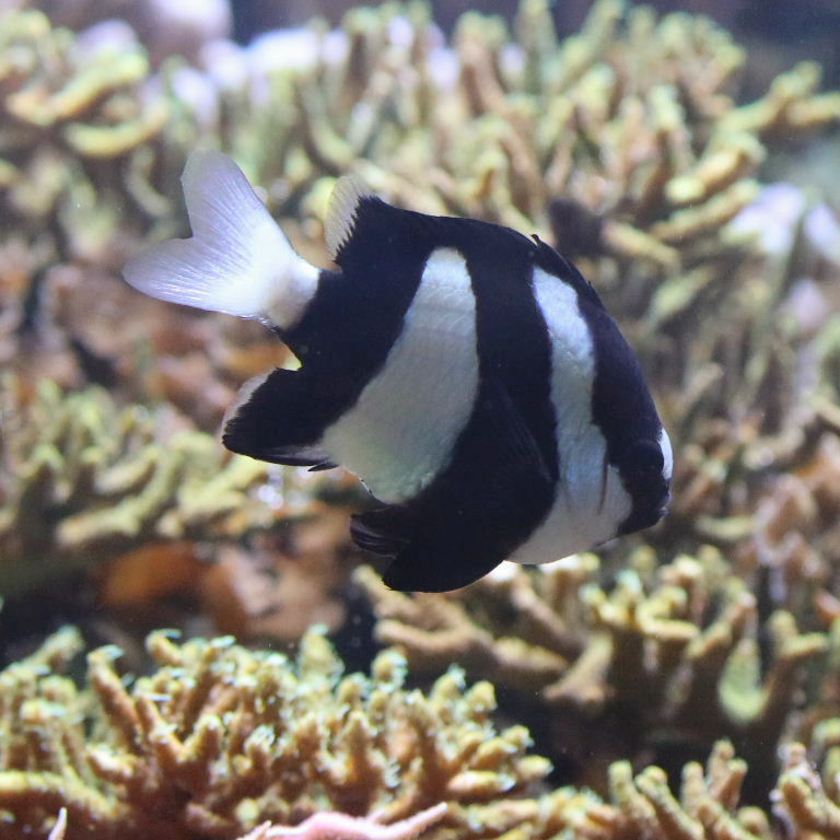White-tailed Humbug Damselfish
