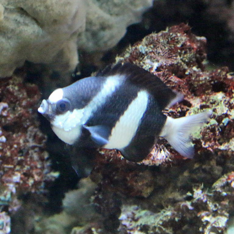 White-tailed Humbug Damselfish