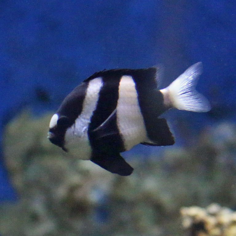 White-tailed Humbug Damselfish