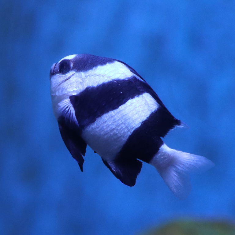 White-tailed Humbug Damselfish