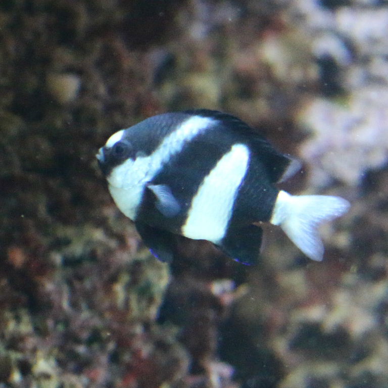 White-tailed Humbug Damselfish