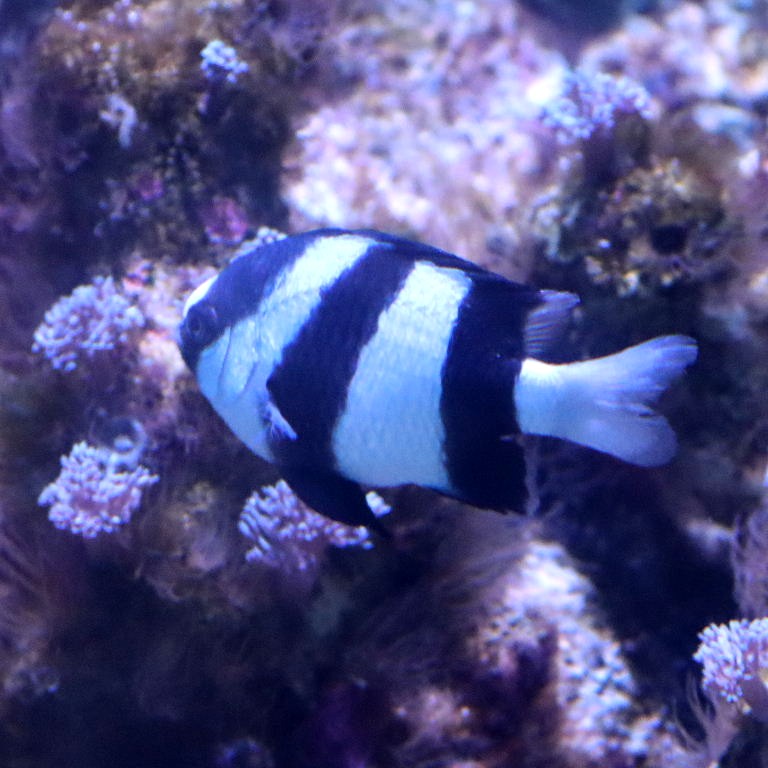 White-tailed Humbug Damselfish