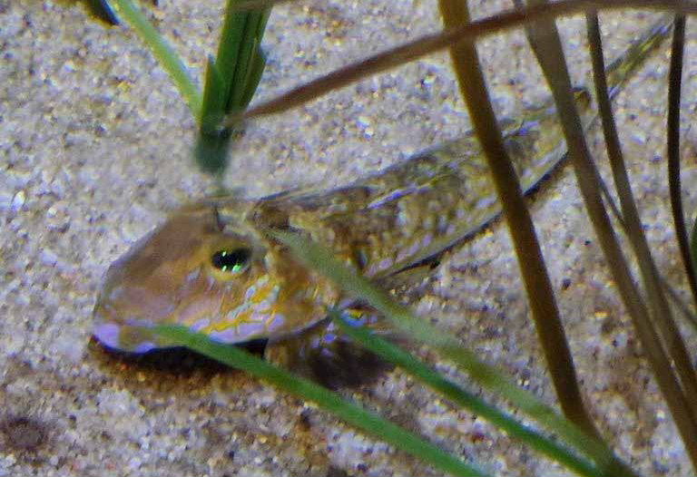 Common Dragonet