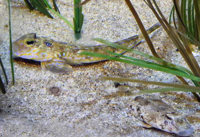 Common Dragonet
