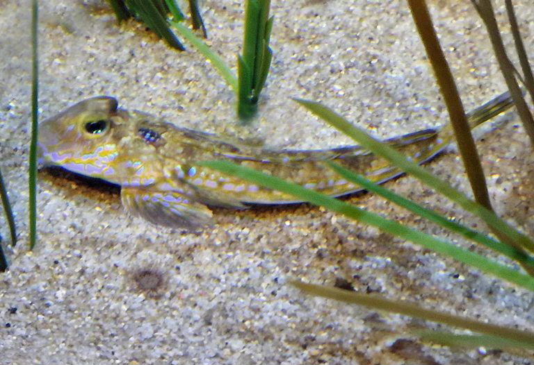 Common Dragonet