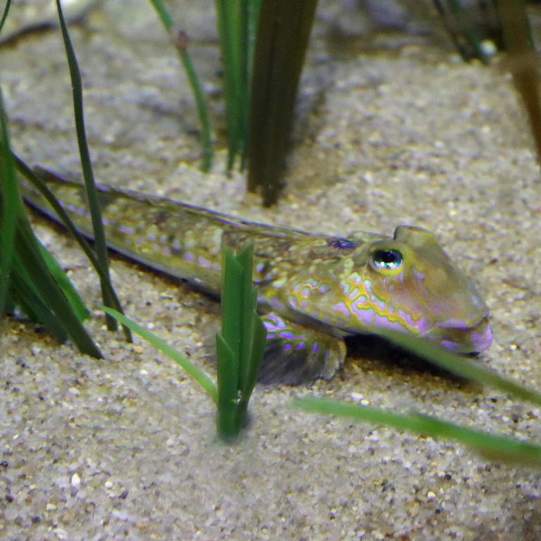 Common Dragonet