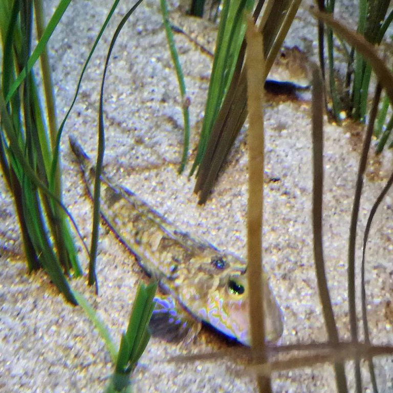 Common Dragonet