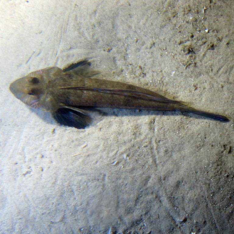 Common Dragonet