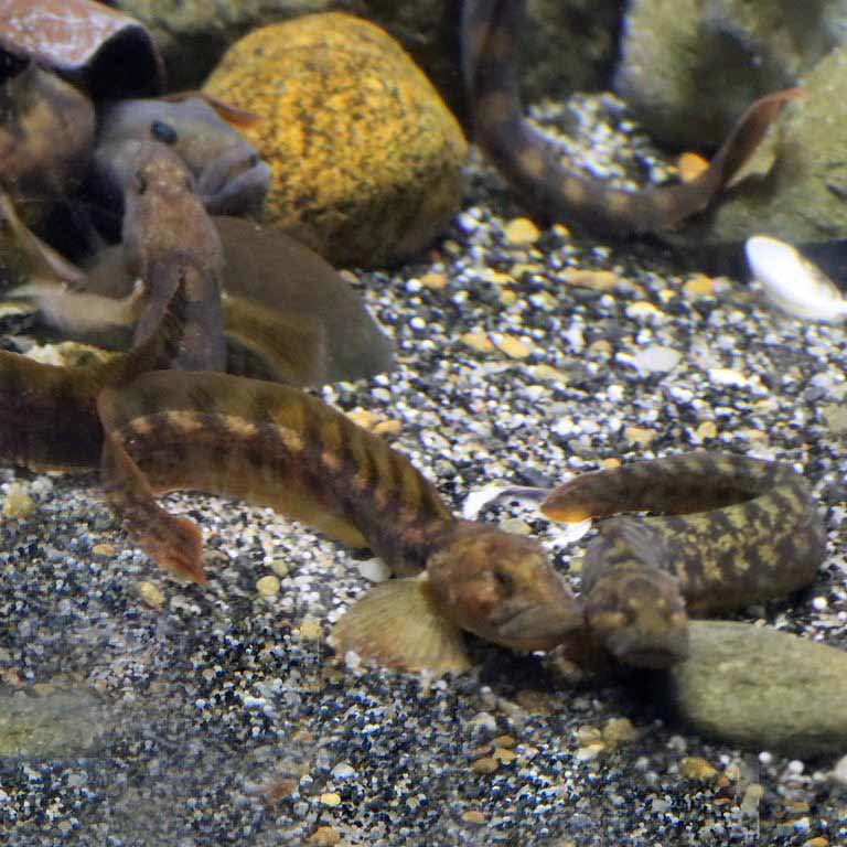 Eelpout