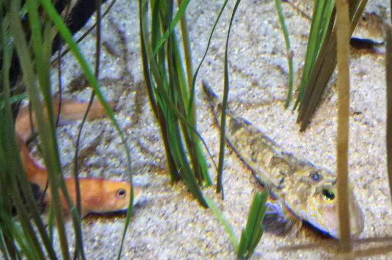 Orange Eelpout